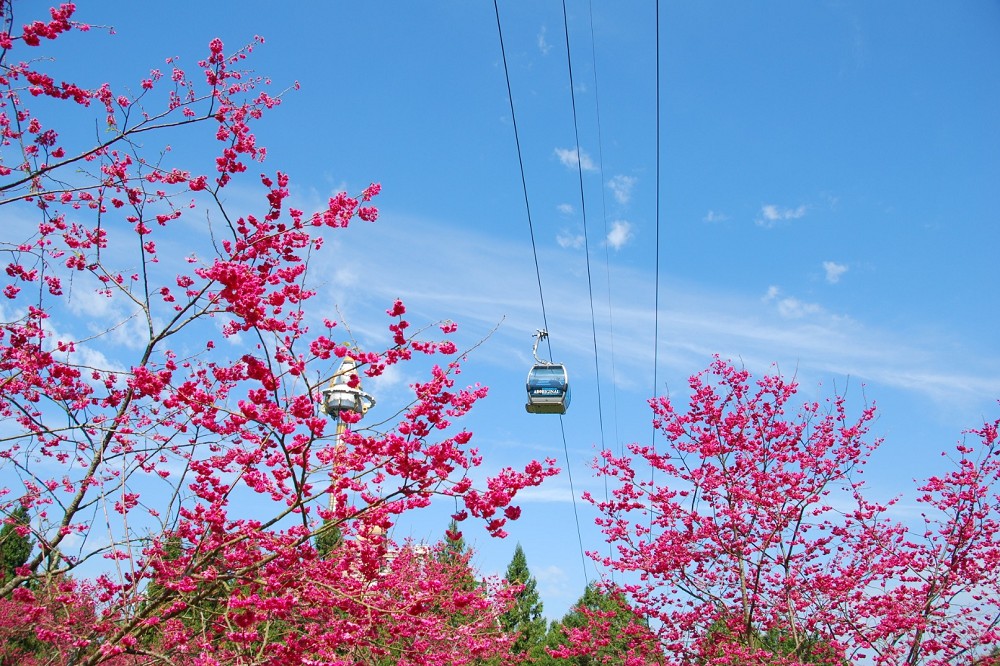 櫻花纜車