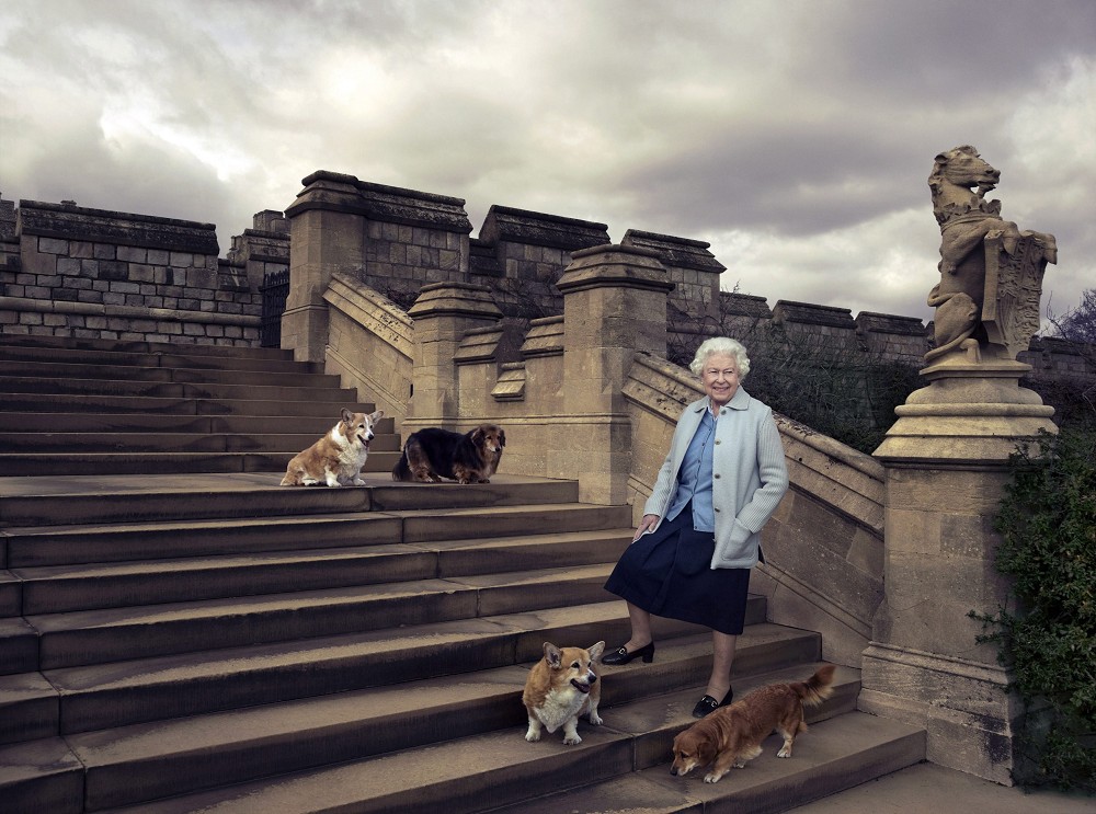 英國女王的超萌寵物科基犬