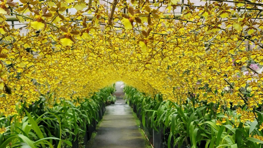 金雙甡花卉農場