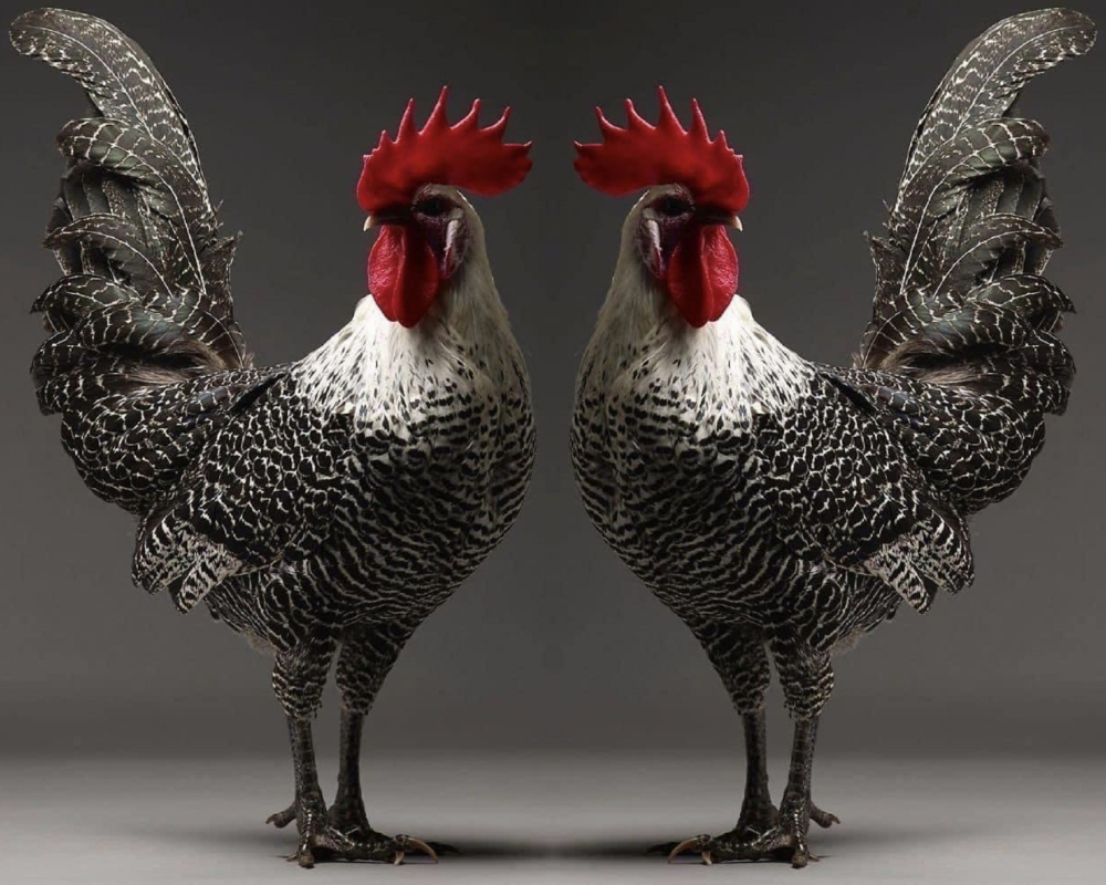 「雪巖雞」是「岩生築見」花費半年調整與測試，以岩生・雪巖系列雞種為基礎，為主廚設計的專屬飼養模組。