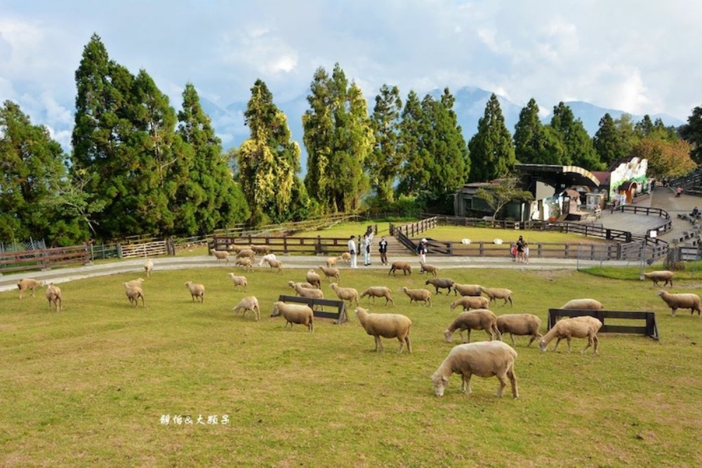 清境農場羊群，圖_「靜怡&大顆呆の親子.旅遊.美食」部落格提供。