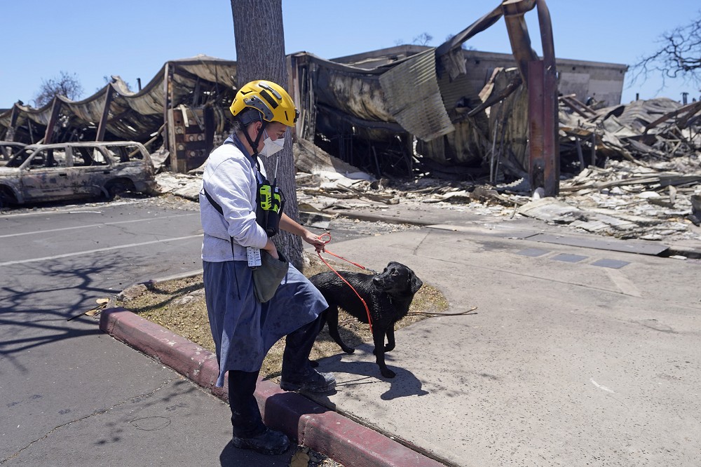 犬隻協助搜救人員搜尋付之一炬後的社區。