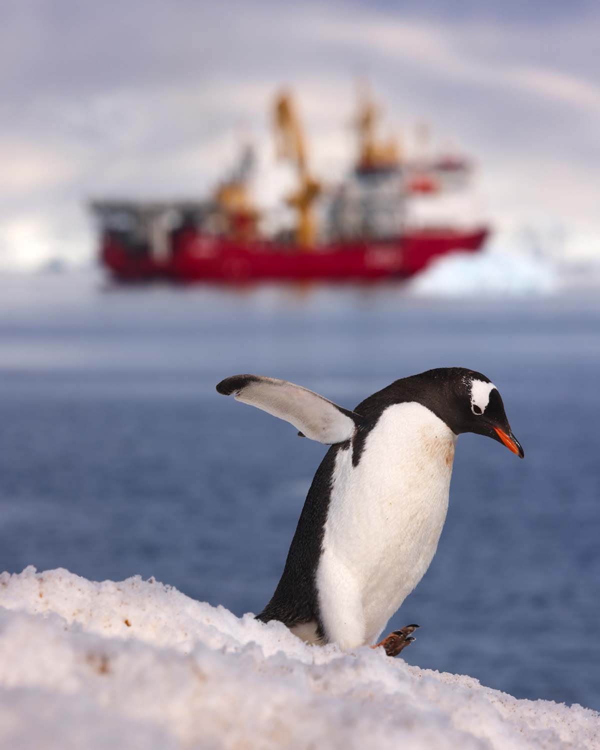 南極地帶包括企鵝在內