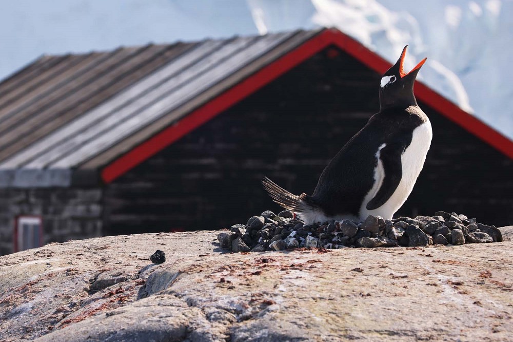 保護棲息在南極與周邊地帶的企鵝