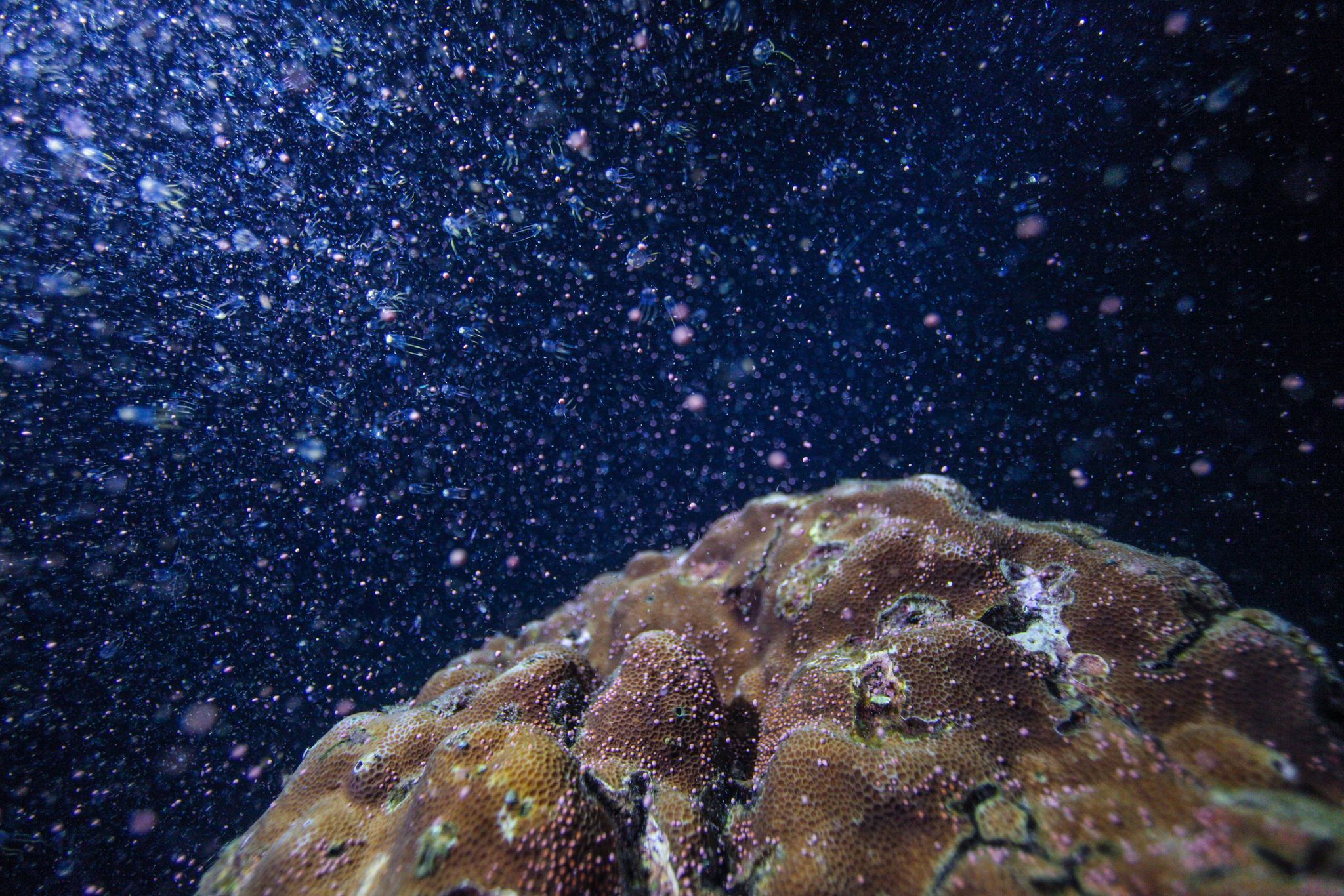 浪漫「海底星空」來了！墾丁珊瑚產卵大爆發5/1直播　澎湖紅潮再現